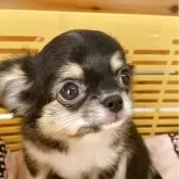 チワワ(ロング)