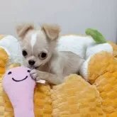 チワワ(ロング)