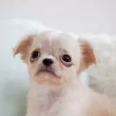 チワワ(ロング)