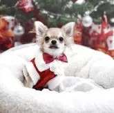 チワワ(ロング)【群馬県・男の子・2025年6月6日・レッド】の写真1「クリスマス🎄のお洋服を着てみました^_^」