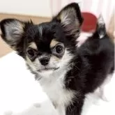 チワワ(ロング)