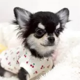 チワワ(ロング)