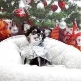 チワワ(ロング)【群馬県・女の子・2025年8月9日・ブラックタン&ホワイト】の写真2