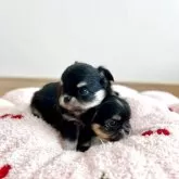 チワワ(ロング)【群馬県・女の子・2025年8月9日・ブラックタン&ホワイト】の写真13「生後1か月。兄妹で撮りました。下になっているのがこの子です」