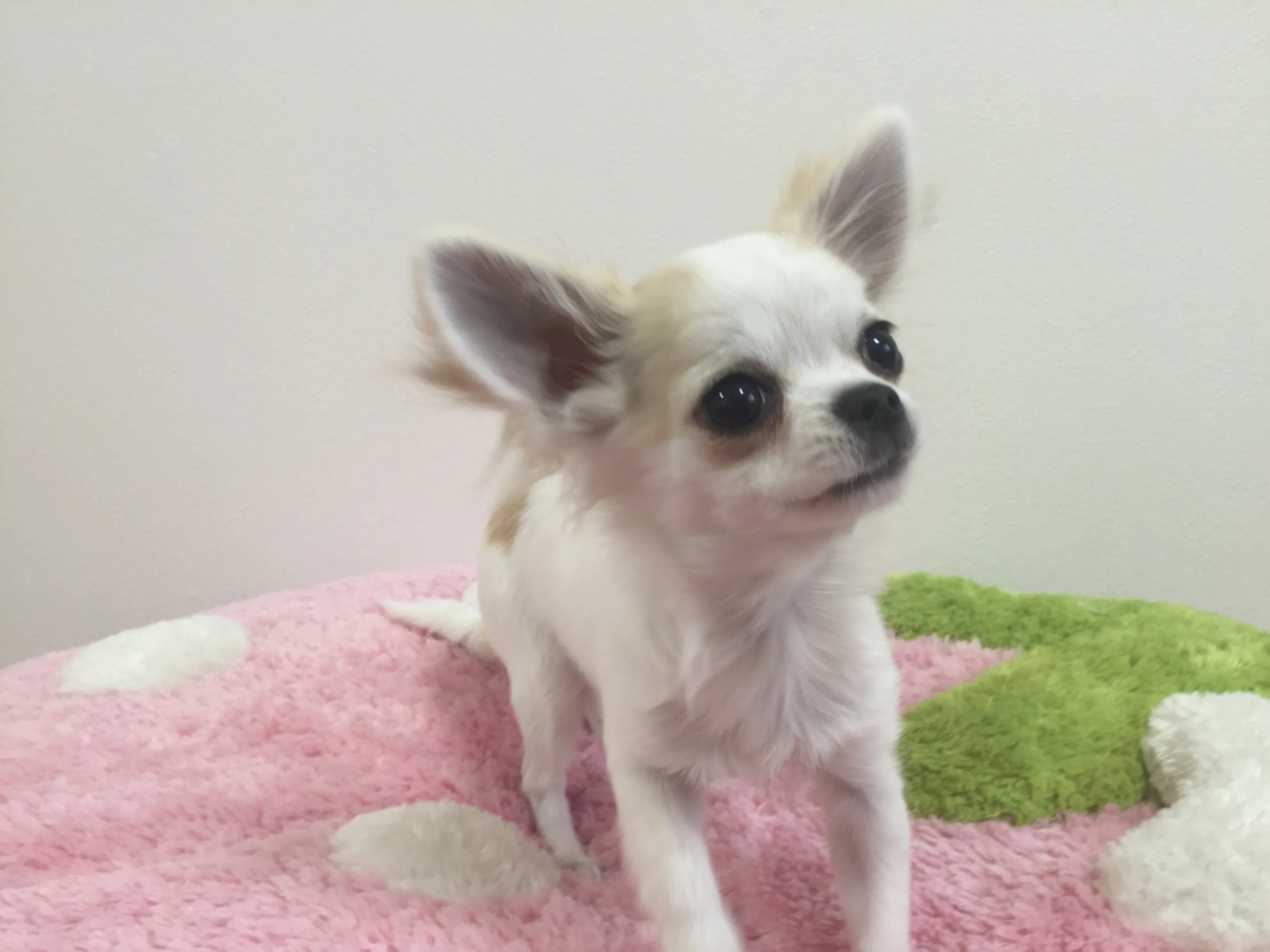 ID：1604-00546の子犬