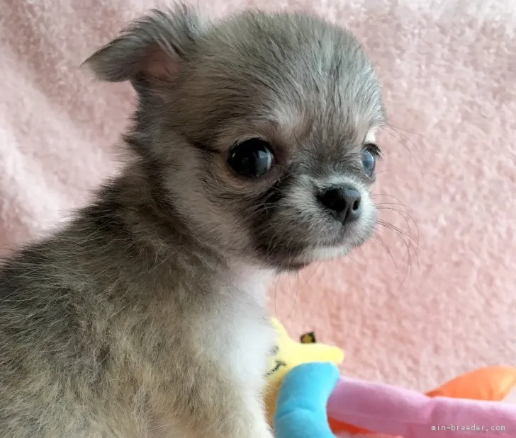 ID:1708-00676の子犬