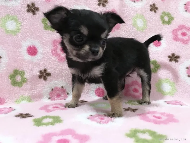 ID：1802-00146の子犬