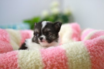チワワ(ロング)【群馬県・男の子・2014年6月18日・ブラック&ホワイト】の写真「小ぶりで可愛い男の子♪」