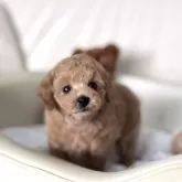 ティーカッププードル