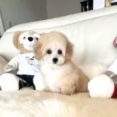 タイニープードル