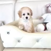ティーカッププードル