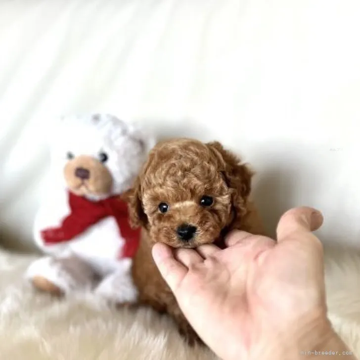 Y.E 様のお迎えした子犬