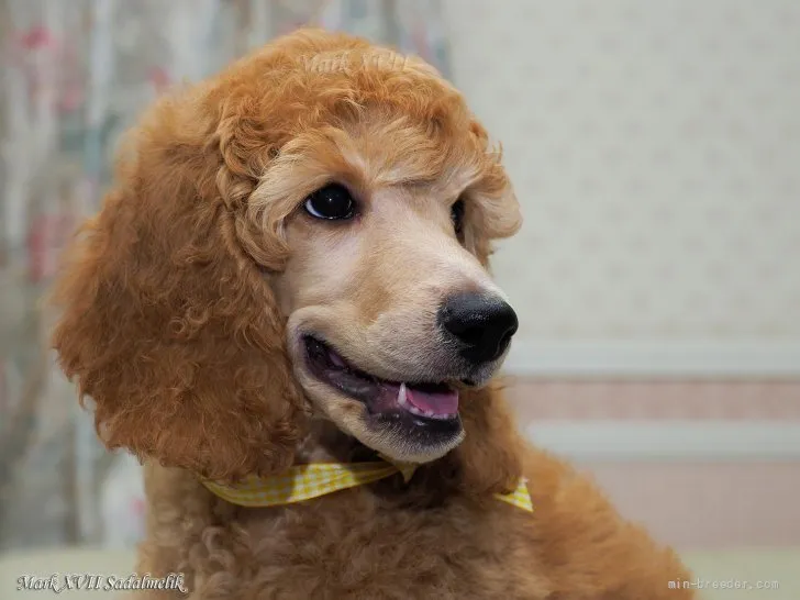 よしこ 様のお迎えした子犬