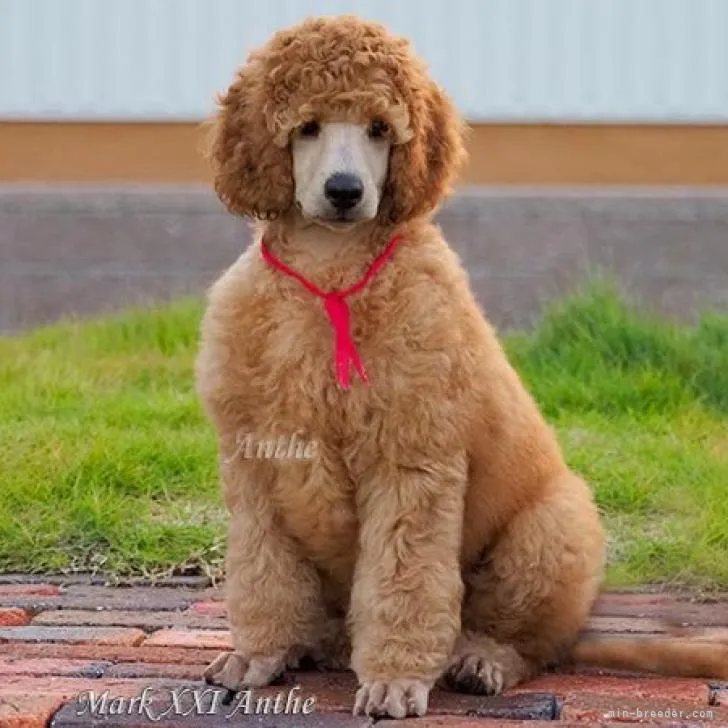 ROSE 様のお迎えした子犬