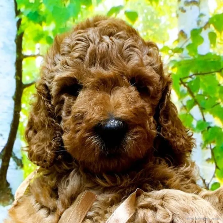 ID:2308-06027の子犬