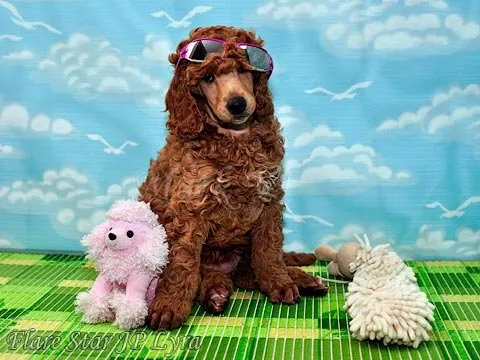 ID:1503-00955の子犬