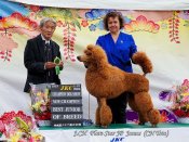 スタンダードプードル【・男の子・2022年4月6日・レッド】