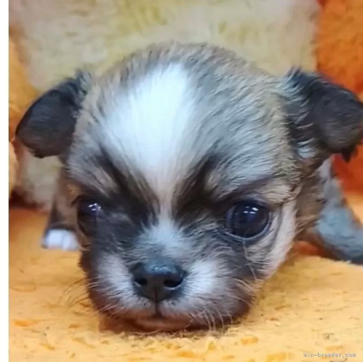 ID：2502-04863の子犬