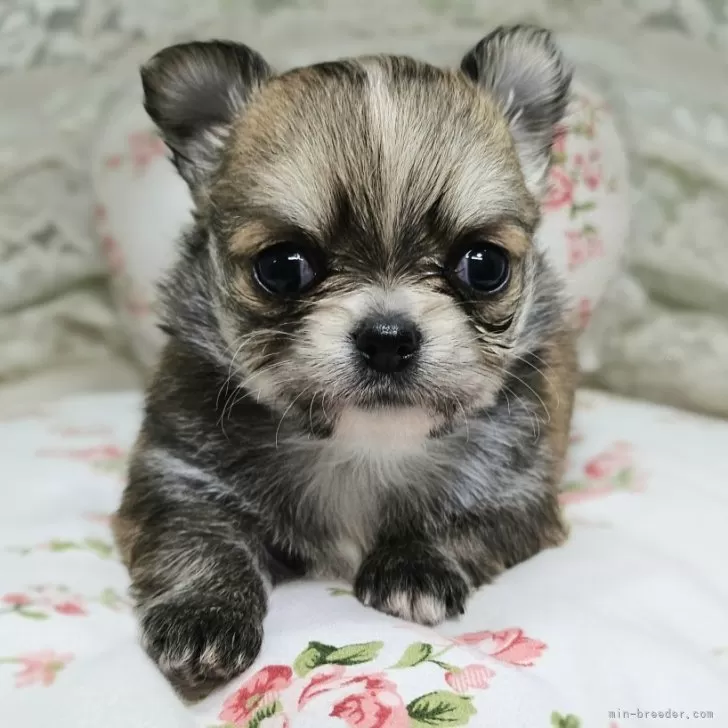 ID:2412-03985の子犬
