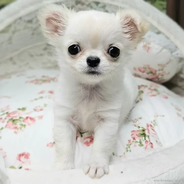 ID：2412-00344の子犬