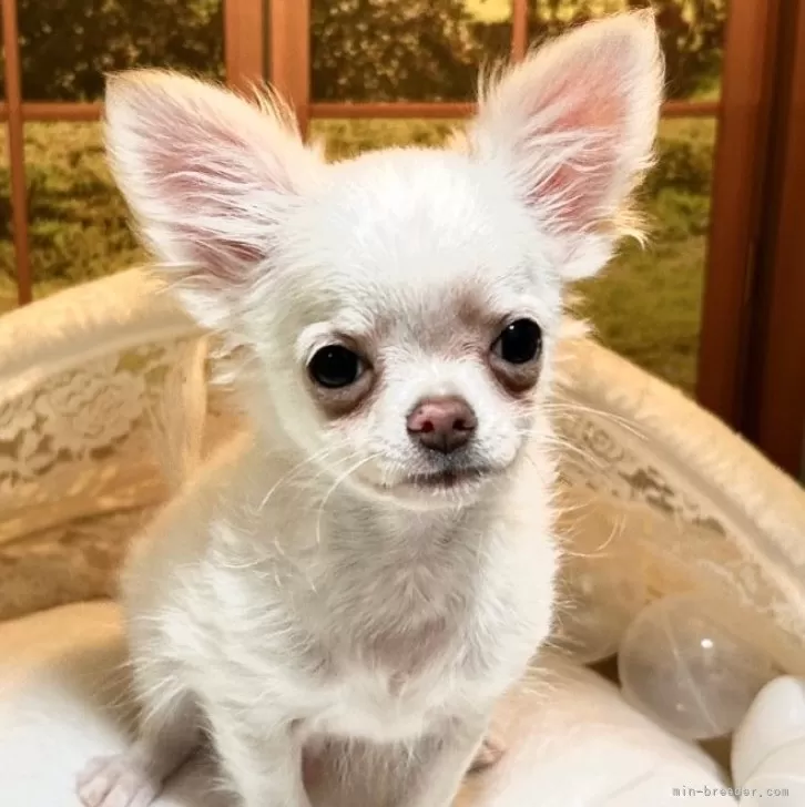 ID:2411-03595の子犬