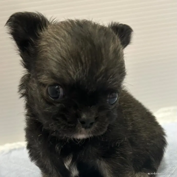 ID：2608-00571の子犬