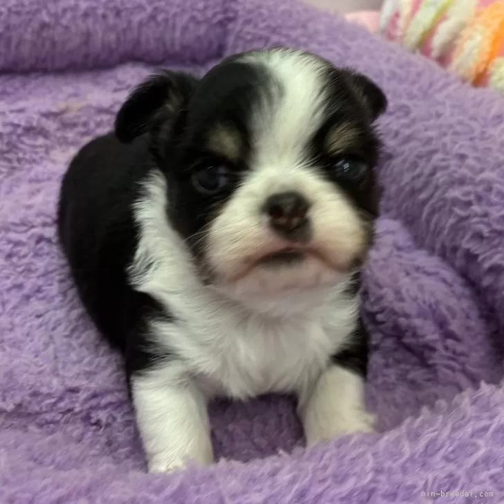 ID：2602-07289の子犬