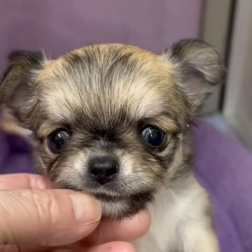 チワワ(ロング)【神奈川県・女の子・2025年10月1日・レッド】の写真「パパはアメリカチャンピオン🇺🇸」