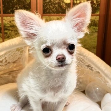 チワワ(ロング)【神奈川県・男の子・2024年9月11日・クリーム スポッテッド オン ホワイト】の写真「パパJKCチャンピオン！」