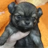 チワワ(ロング)