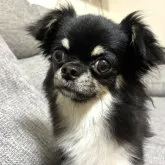 チワワ(ロング)