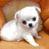 チワワ(ロング)