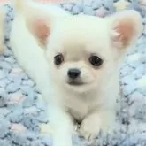 チワワ(ロング)