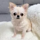 チワワ(ロング)