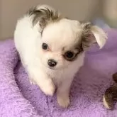 チワワ(ロング)