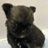チワワ(ロング)