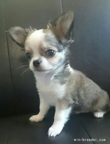 ID：1512-00764の子犬