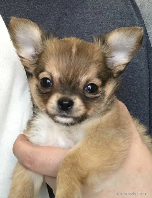 ID：1904-00770の子犬