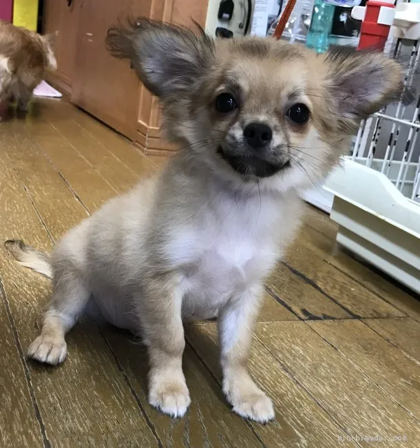 ID:1904-00773の子犬