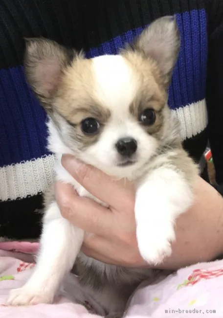 ID：1812-01371の子犬