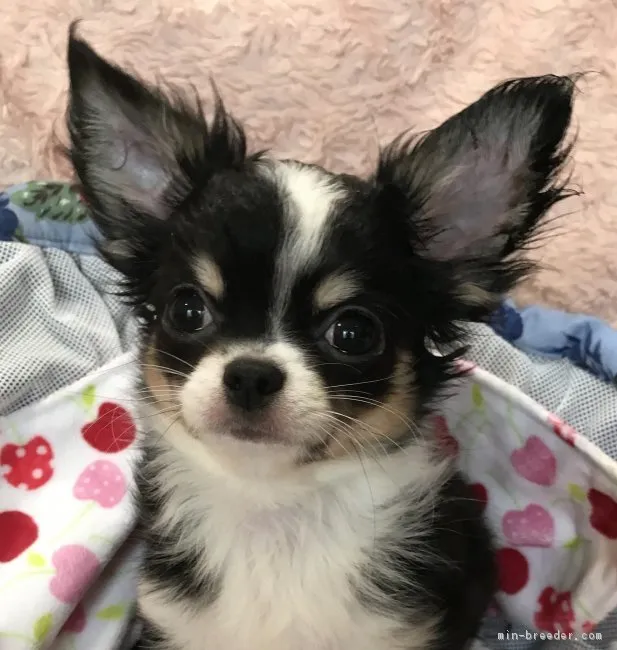 ID:1809-02217の子犬