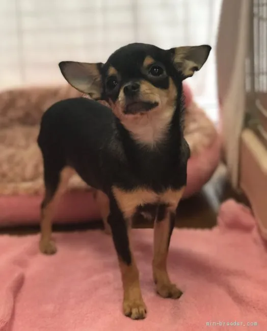ID：1901-01017の子犬