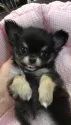 チワワ(ロング)【神奈川県・女の子・2019年4月23日・ブルータン】の写真1「6/12撮影 子グマのぬいぐるみのような見た目、血統優秀です」