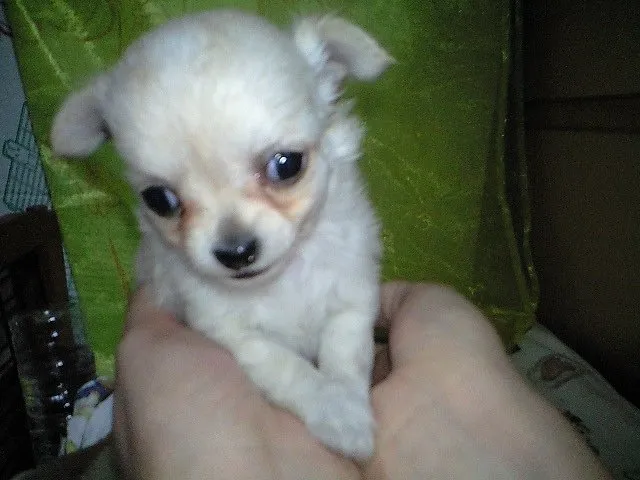 ID：1410-00098の子犬