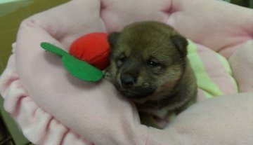 柴犬(標準サイズ)【神奈川県・女の子・2014年9月12日・赤】の写真「小っちゃ目♪　可愛い女の子♪」