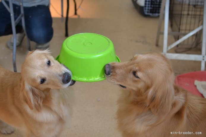 水入れの取り合いしてます^^｜中村　駿(なかむら　しゅん)ブリーダー(埼玉県・ミニチュアシュナウザーなど・JKC登録)の紹介写真2