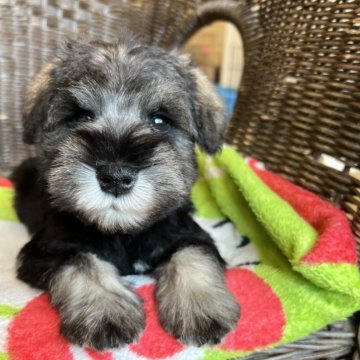 ミニチュアシュナウザー【埼玉県・男の子・2025年9月26日・ソルト&ペッパー】の写真「おっとり男の子」