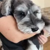 ミニチュアシュナウザー【埼玉県・男の子・2025年6月15日・ブラック&シルバー】の写真2