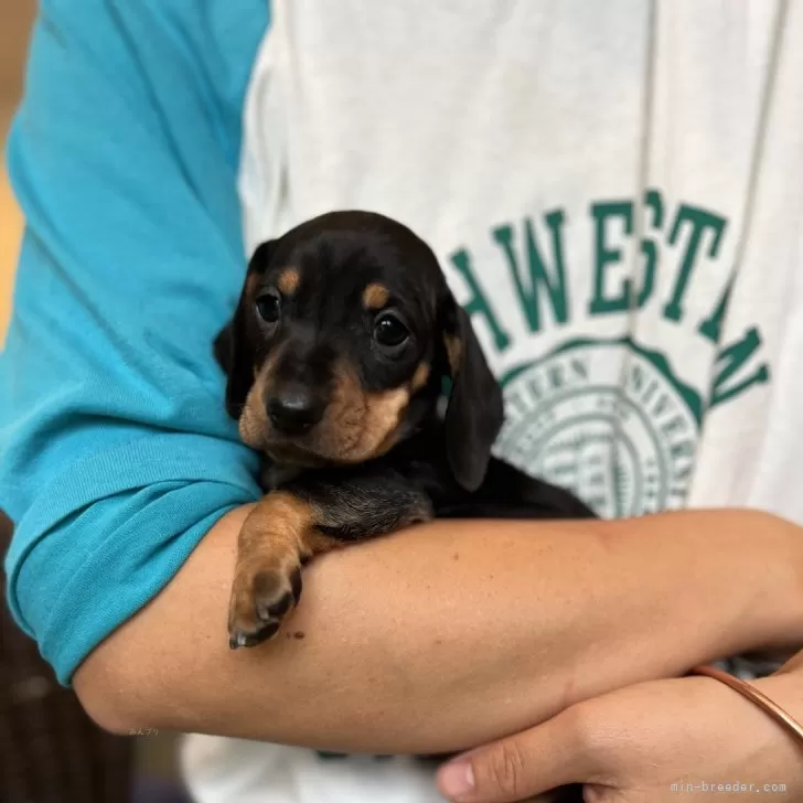 ID:2410-06087の子犬