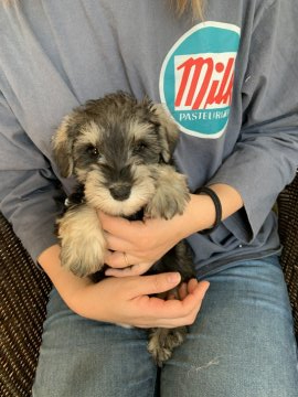 ミニチュアシュナウザー【埼玉県・男の子・2019年12月20日・ソルト&ペッパー】の写真「優しいお顔です☺️」